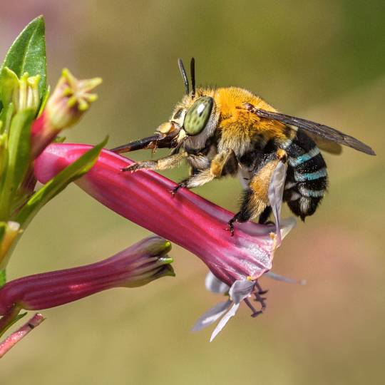 Discovering pollinators of the Inner West